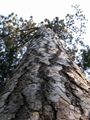 Pinus nigra-1 Sosna czarna